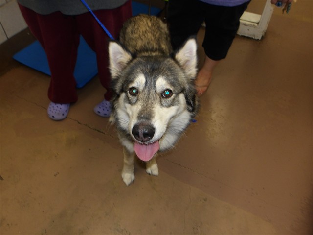 Siberian Husky at Chicago Animal Care and Control