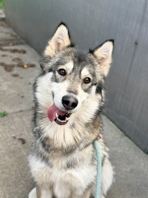 Moonflower, adoptable Siberian Husky at Chicago Animal Care and Control