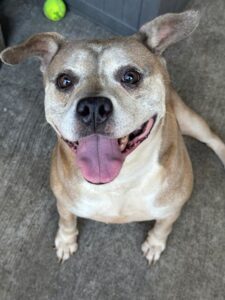 Myrtle, adoptable American Pit Bull Terrier at Chicago Animal Care and Control