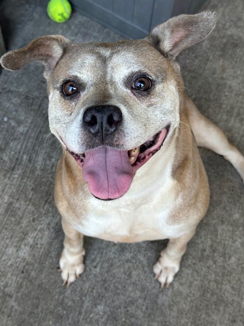 Myrtle at Chicago Animal Care and Control