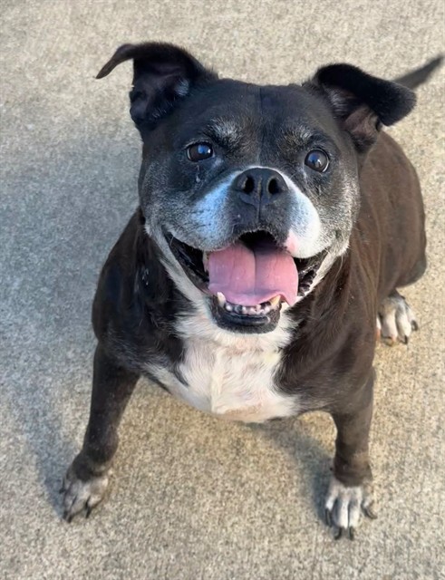 Anna at Chicago Animal Care and Control
