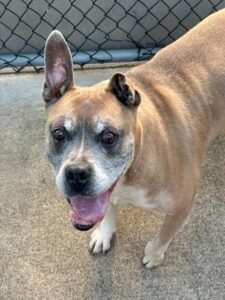 Barney, adoptable American Pit Bull Terrier at Chicago Animal Care and Control