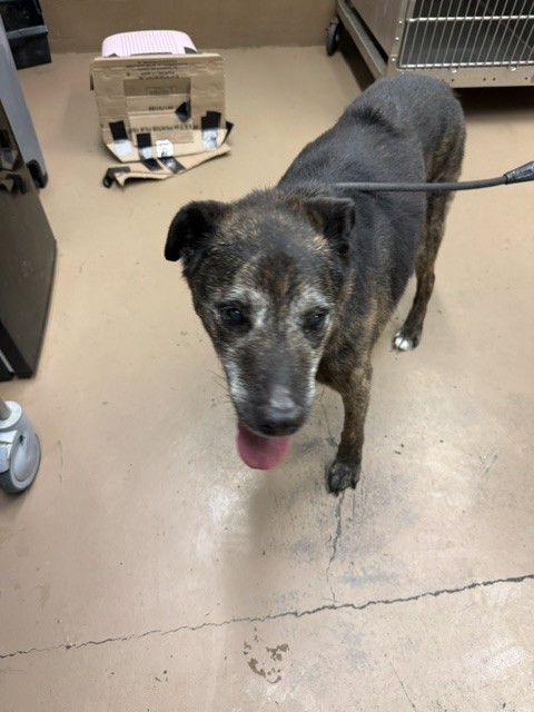 Labrador Retriever at Chicago Animal Care and Control