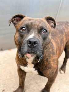 Calzone, adoptable American Pit Bull Terrier at Chicago Animal Care and Control