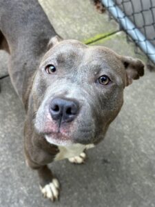 Peppercorn, adoptable American Pit Bull Terrier at Chicago Animal Care and Control