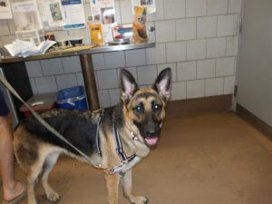 Bri, adoptable German Shepherd Dog at Chicago Animal Care and Control