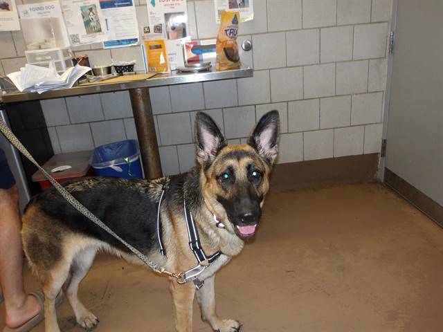 Bri at Chicago Animal Care and Control