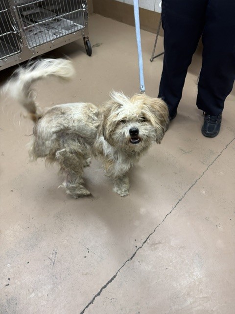 Shih Tzu at Chicago Animal Care and Control