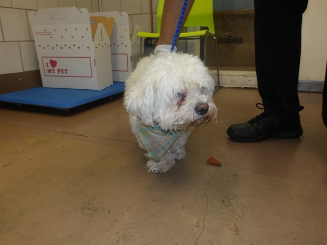 Dog A319240 at Chicago Animal Care and Control