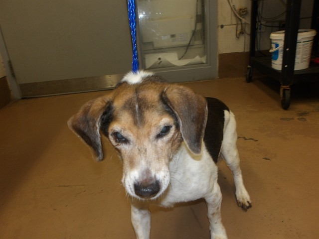 Beagle at Chicago Animal Care and Control