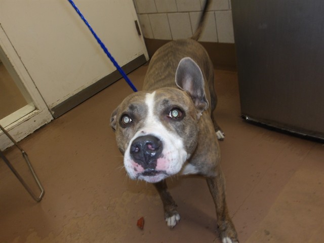 American Pit Bull Terrier at Chicago Animal Care and Control