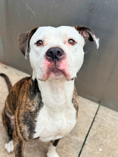 Harrods, adoptable American Bulldog / Bulldog at Chicago Animal Care and Control