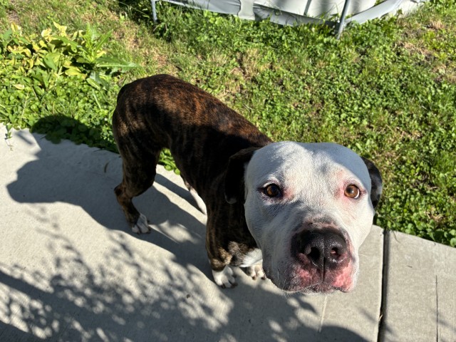 American Bulldog / Bulldog at Chicago Animal Care and Control