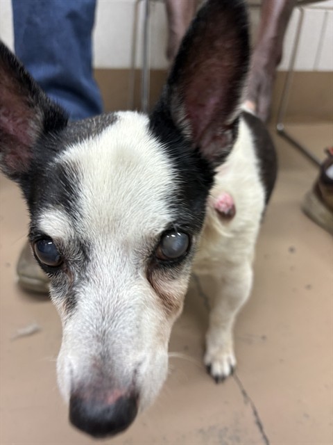 Chihuahua at Chicago Animal Care and Control