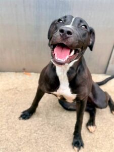 Olandria, adoptable American Pit Bull Terrier at Chicago Animal Care and Control