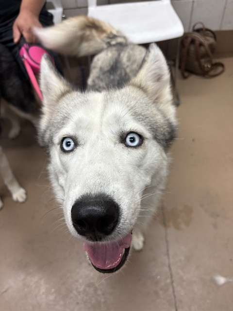 Alani at Chicago Animal Care and Control