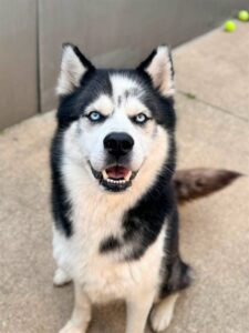 Wilder, adoptable Siberian Husky at Chicago Animal Care and Control