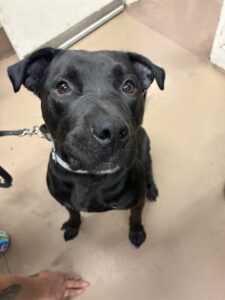 Max, adoptable American Pit Bull Terrier at Chicago Animal Care and Control