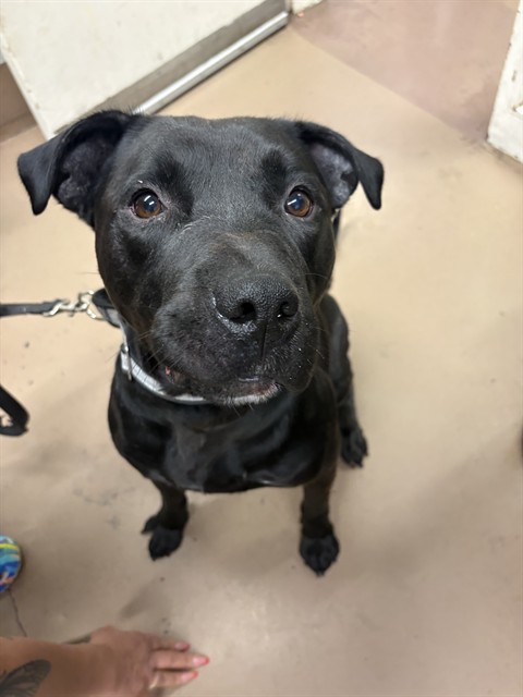 Max at Chicago Animal Care and Control
