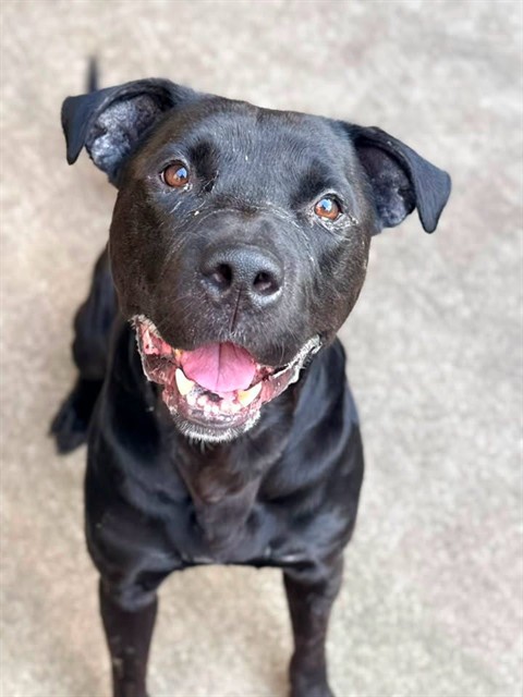 Messiah, adoptable American Pit Bull Terrier at Chicago Animal Care and Control
