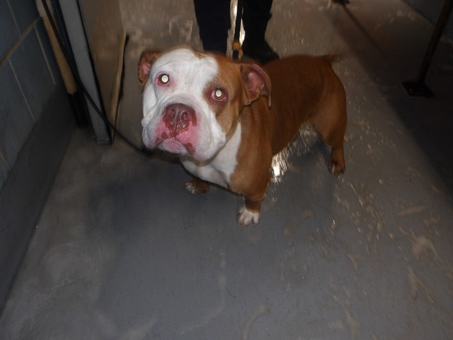 American Bulldog / Bulldog at Chicago Animal Care and Control
