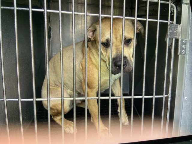 Sandy at Chicago Animal Care and Control