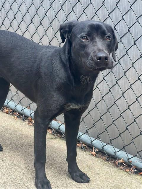 Izelle, adoptable Labrador Retriever at Chicago Animal Care and Control