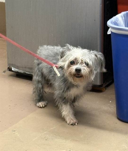 Yorkshire Terrier at Chicago Animal Care and Control