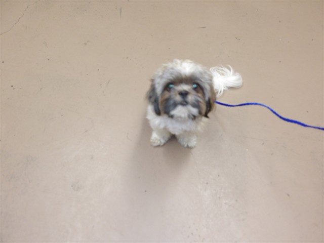 Shih Tzu at Chicago Animal Care and Control