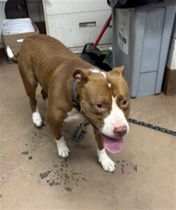 Rocko, adoptable American Pit Bull Terrier at Chicago Animal Care and Control
