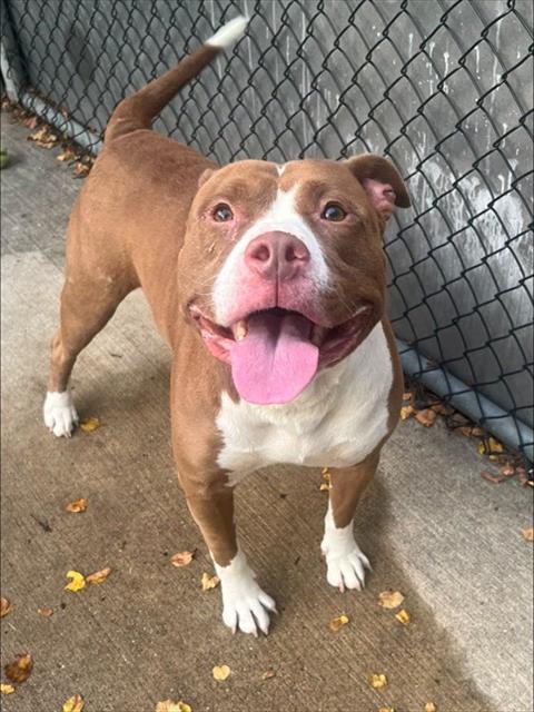 Rockford available through Chicago Animal Care and Control