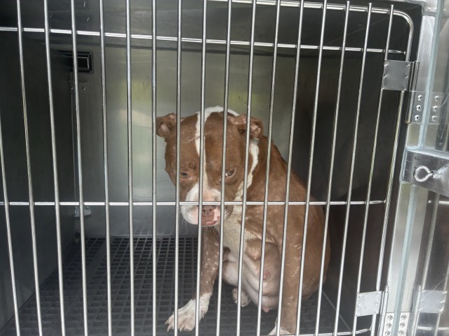 American Pit Bull Terrier at Chicago Animal Care and Control