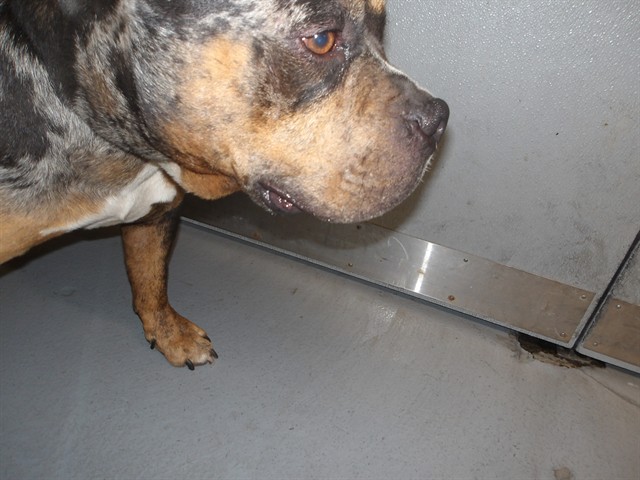 American Pit Bull Terrier at Chicago Animal Care and Control