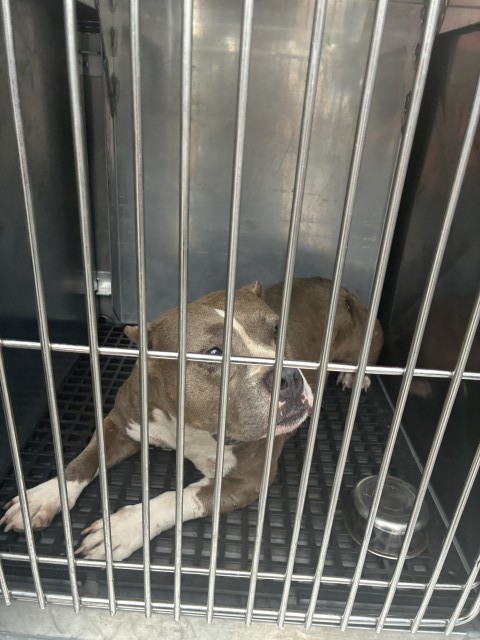 American Pit Bull Terrier at Chicago Animal Care and Control