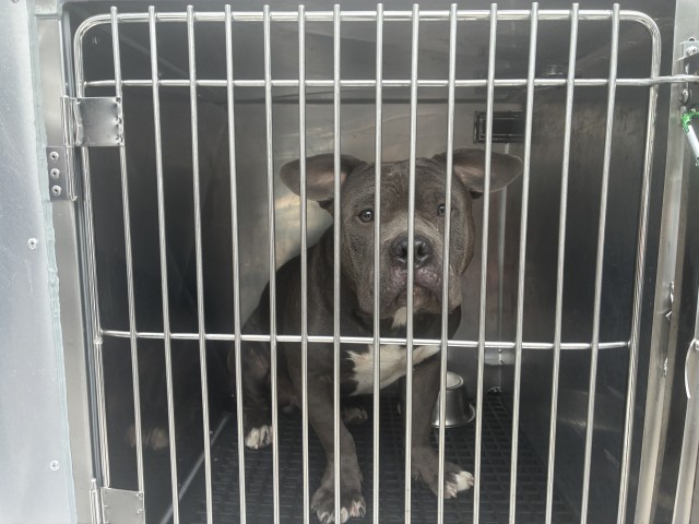 American Pit Bull Terrier at Chicago Animal Care and Control