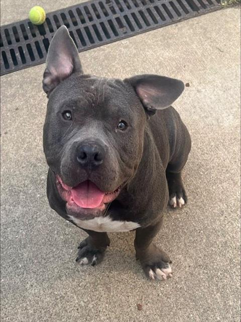 Eldon, adoptable American Pit Bull Terrier at Chicago Animal Care and Control