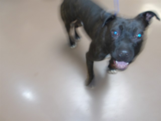 American Pit Bull Terrier at Chicago Animal Care and Control