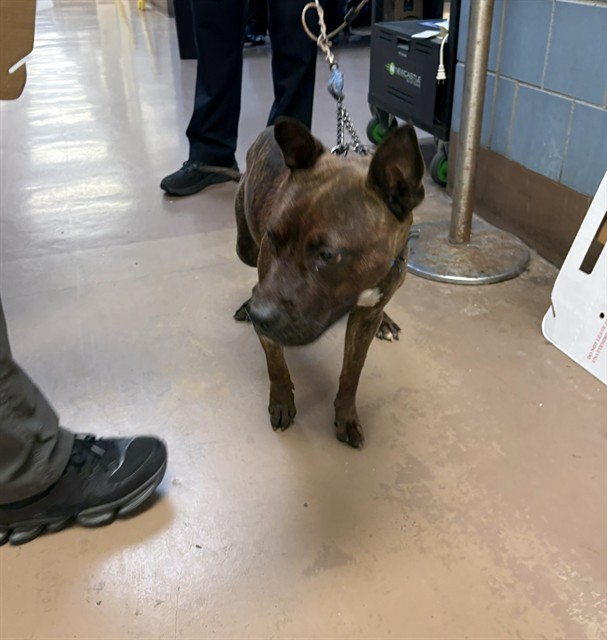 American Staffordshire Terrier at Chicago Animal Care and Control