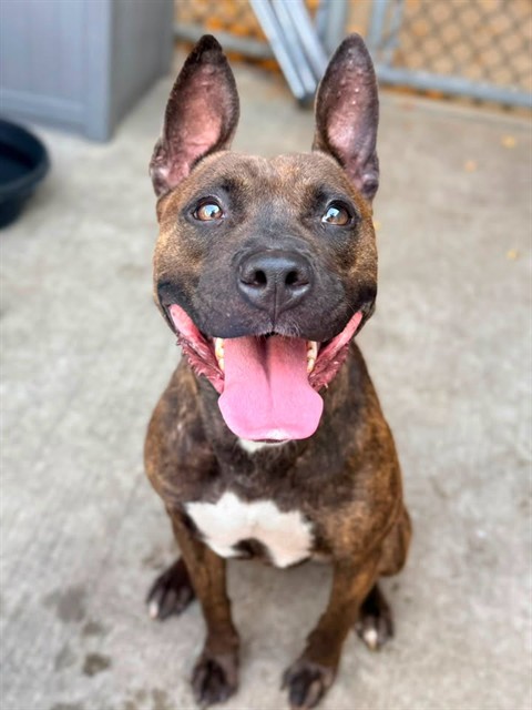 Georgia available through Chicago Animal Care and Control