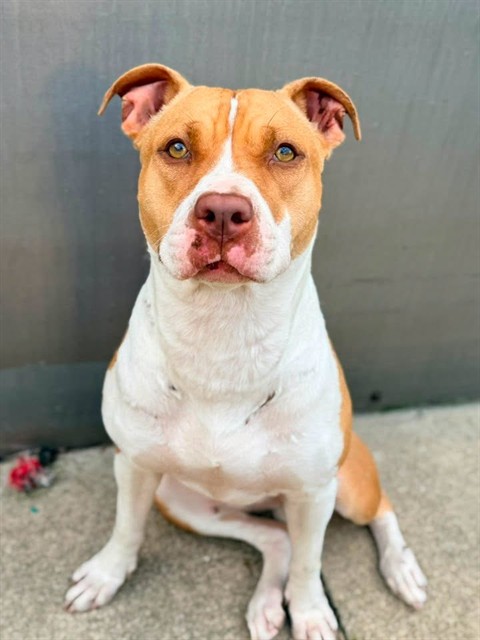Svetlana, adoptable American Pit Bull Terrier at Chicago Animal Care and Control