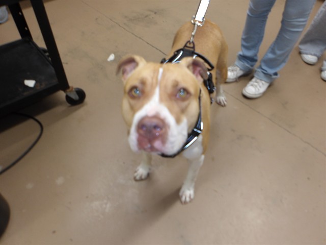 American Pit Bull Terrier at Chicago Animal Care and Control