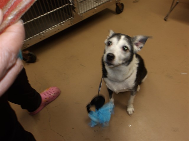 Dj at Chicago Animal Care and Control