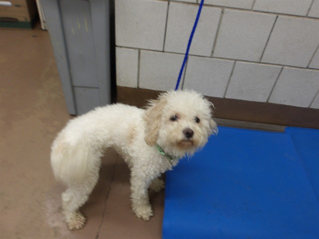 Poodle at Chicago Animal Care and Control