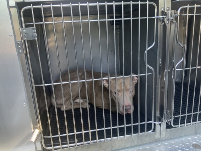 American Pit Bull Terrier at Chicago Animal Care and Control
