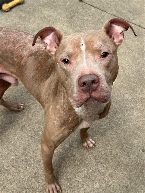 Fabian, adoptable American Pit Bull Terrier at Chicago Animal Care and Control