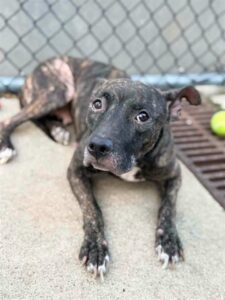 Theresa, adoptable American Pit Bull Terrier at Chicago Animal Care and Control