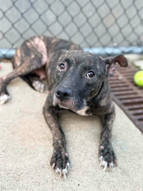 Theresa, adoptable American Pit Bull Terrier at Chicago Animal Care and Control