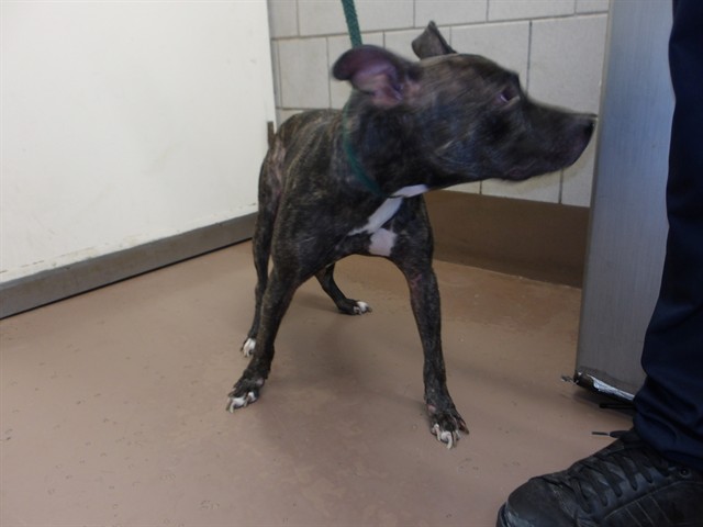 American Pit Bull Terrier at Chicago Animal Care and Control