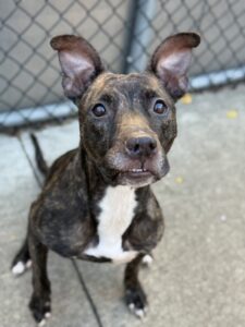 Theresa, adoptable American Pit Bull Terrier at Chicago Animal Care and Control