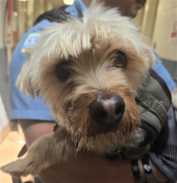 Yorkshire Terrier at Chicago Animal Care and Control